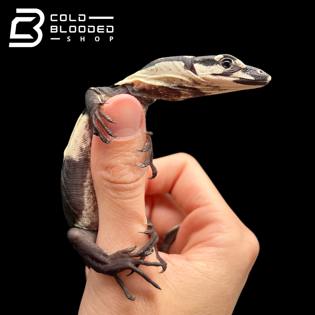 Baby Bell's Phase Lace Monitor - Varanus varius