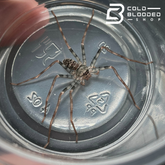 Laos Giant Huntsman Spider Slings - Heteropoda maxima