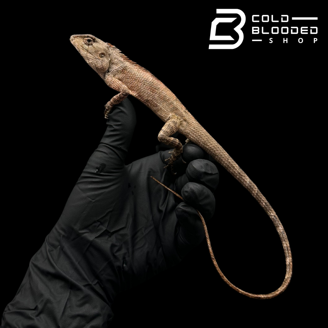 Oriental garden lizard - Calotes versicolor