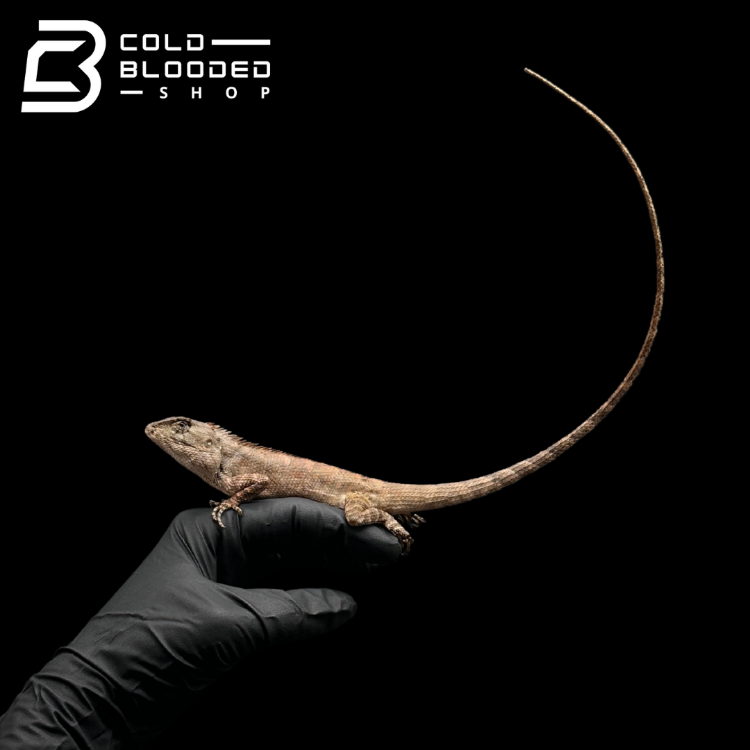 Oriental garden lizard - Calotes versicolor