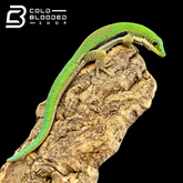 Lined Day Geckos - Phelsuma lineata - Cold Blooded Shop