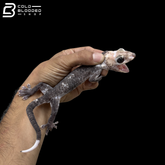 Adult Low White Pied Tokay Gecko - Gekko gecko
