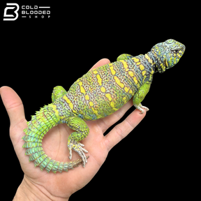 Huge Green Male Ornate Uromastyx - Uromastyx Ornata