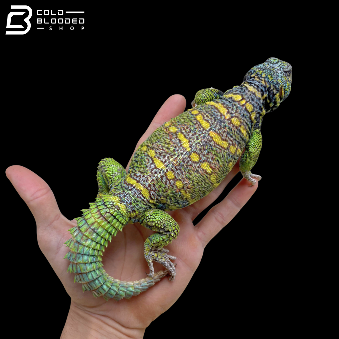 Huge Green Male Ornate Uromastyx - Uromastyx Ornata