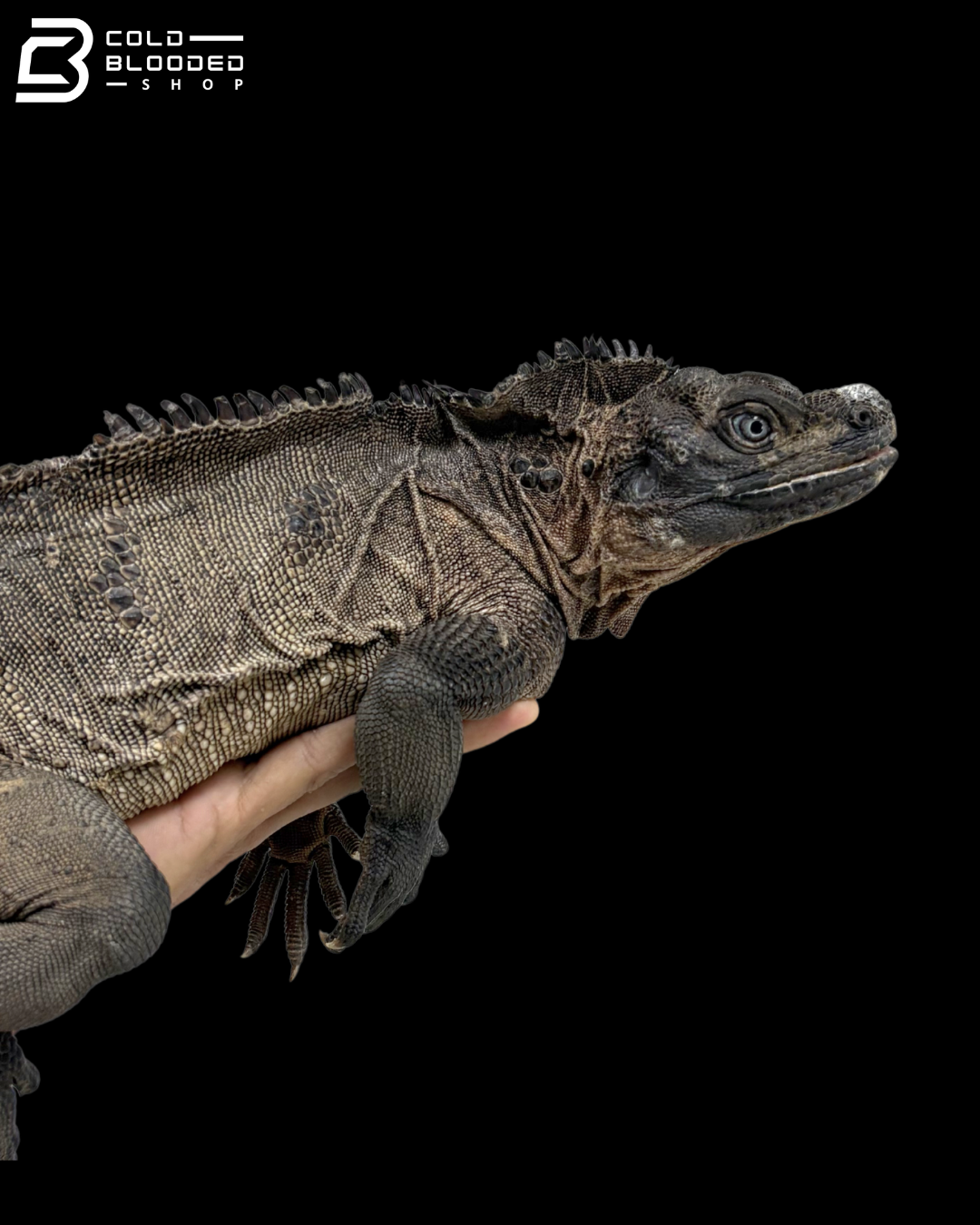Adult Male Indonesian Sailfin Dragon - Hydrosaurus Microlophus
