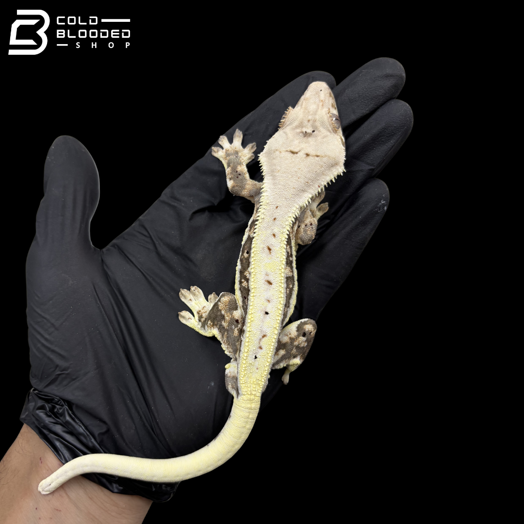 Male Tricolor Lilly White Fringing Crested Gecko