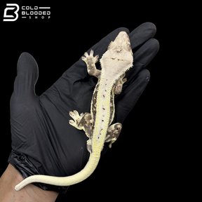 Male Tricolor Lilly White Fringing Crested Gecko