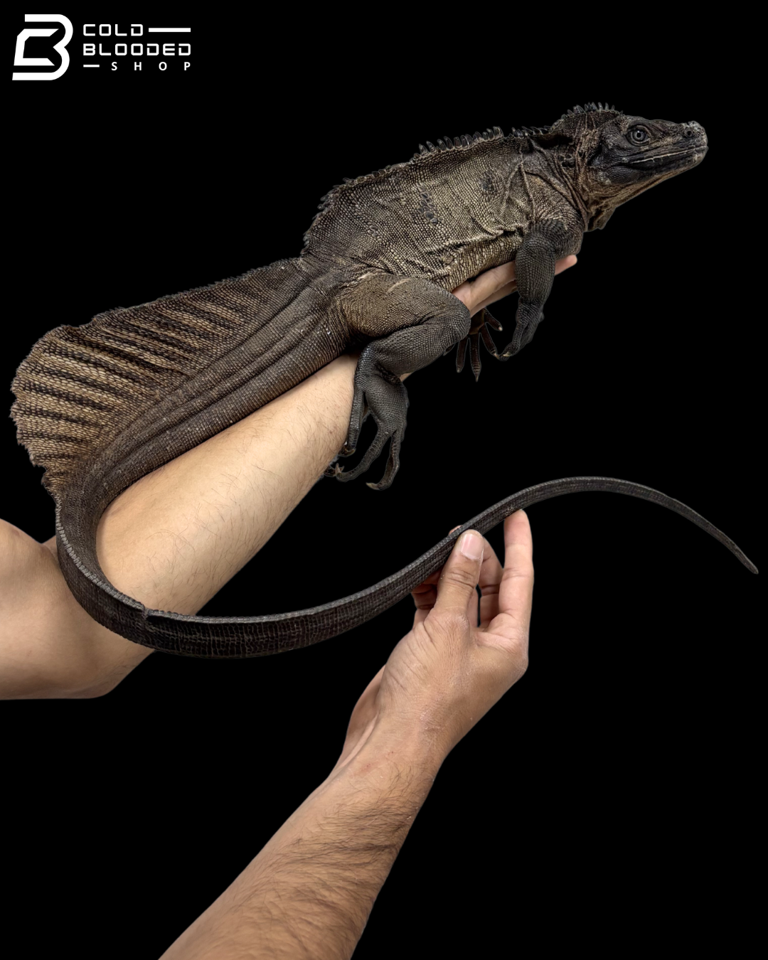 Adult Male Indonesian Sailfin Dragon - Hydrosaurus Microlophus