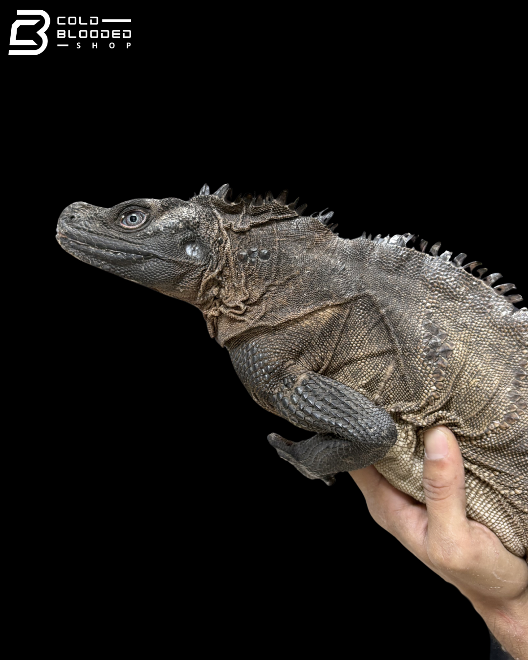 Adult Male Indonesian Sailfin Dragon - Hydrosaurus Microlophus