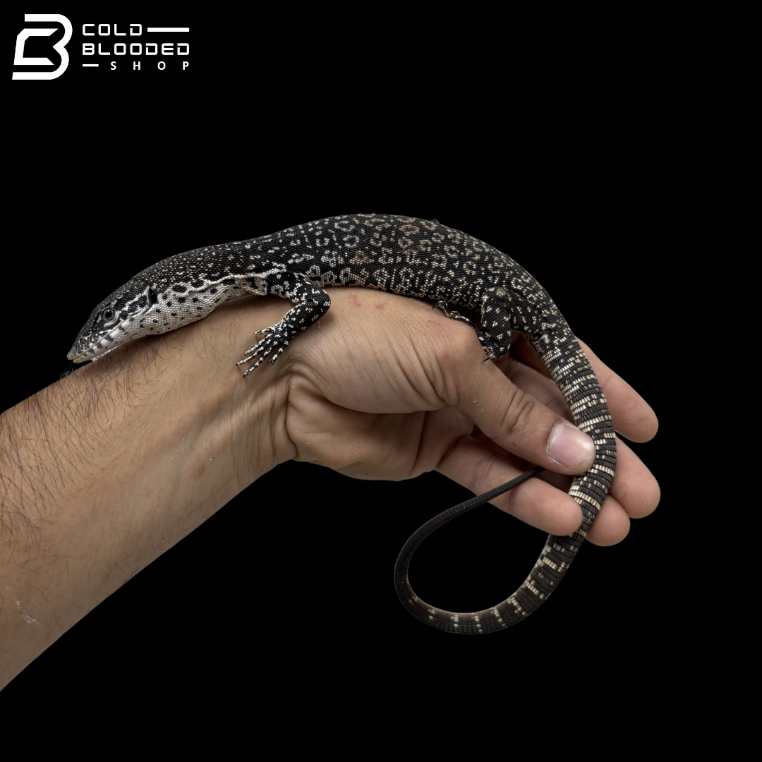 Similis Monitor - Varanus similis