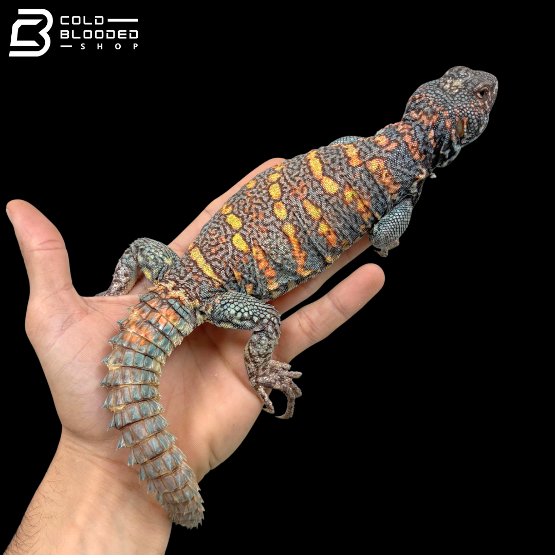 Dark Blue\Low Red Male Ornate Uromastyx - Uromastyx Ornata