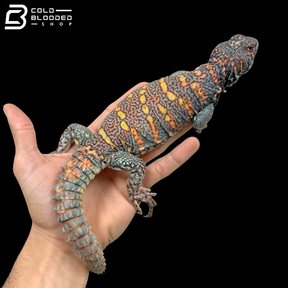Dark Blue\Low Red Male Ornate Uromastyx - Uromastyx Ornata