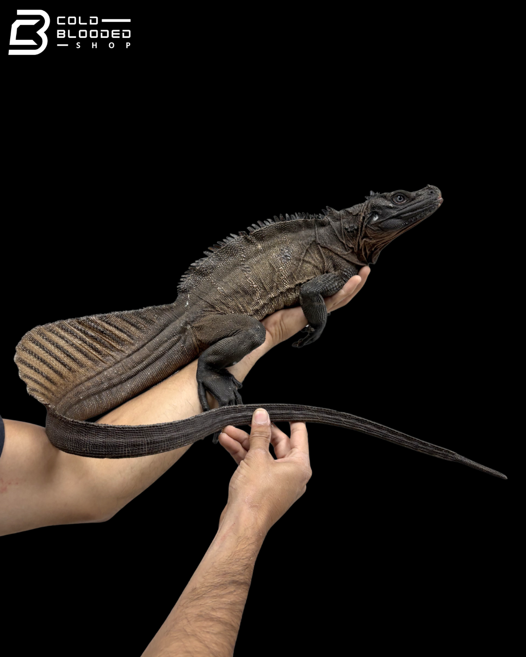 Adult Male Indonesian Sailfin Dragon - Hydrosaurus Microlophus