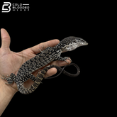 Similis Monitor - Varanus similis