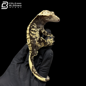 Male Extreme Harley Tricolor Crested Gecko