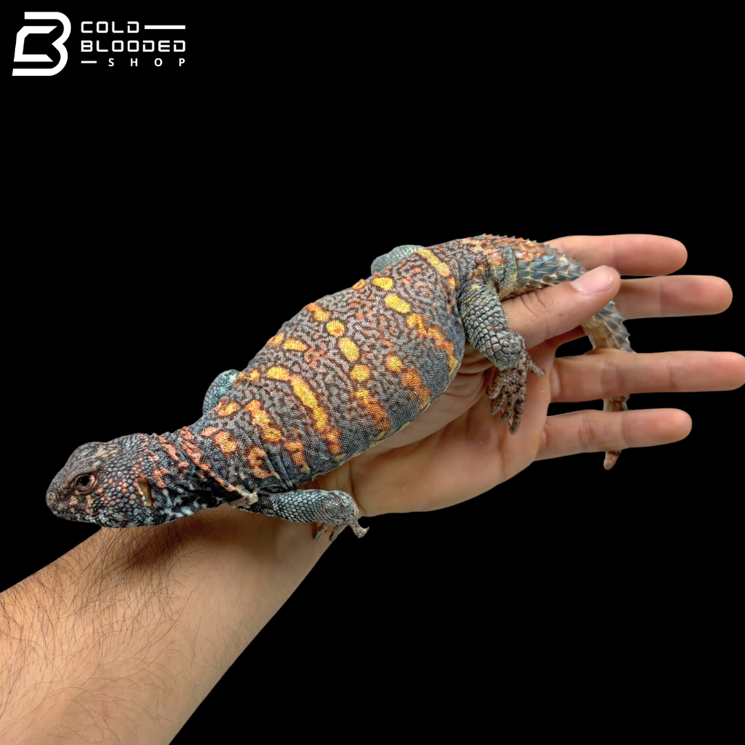 Dark Blue\Low Red Male Ornate Uromastyx - Uromastyx Ornata