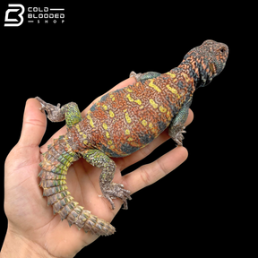 Dark Blue\High Red Male Ornate Uromastyx - Uromastyx Ornata