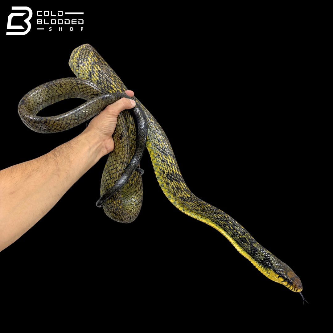 Amazon Puffing Snakes - Spilotes Sulphureus