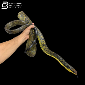 Amazon Puffing Snakes - Spilotes Sulphureus
