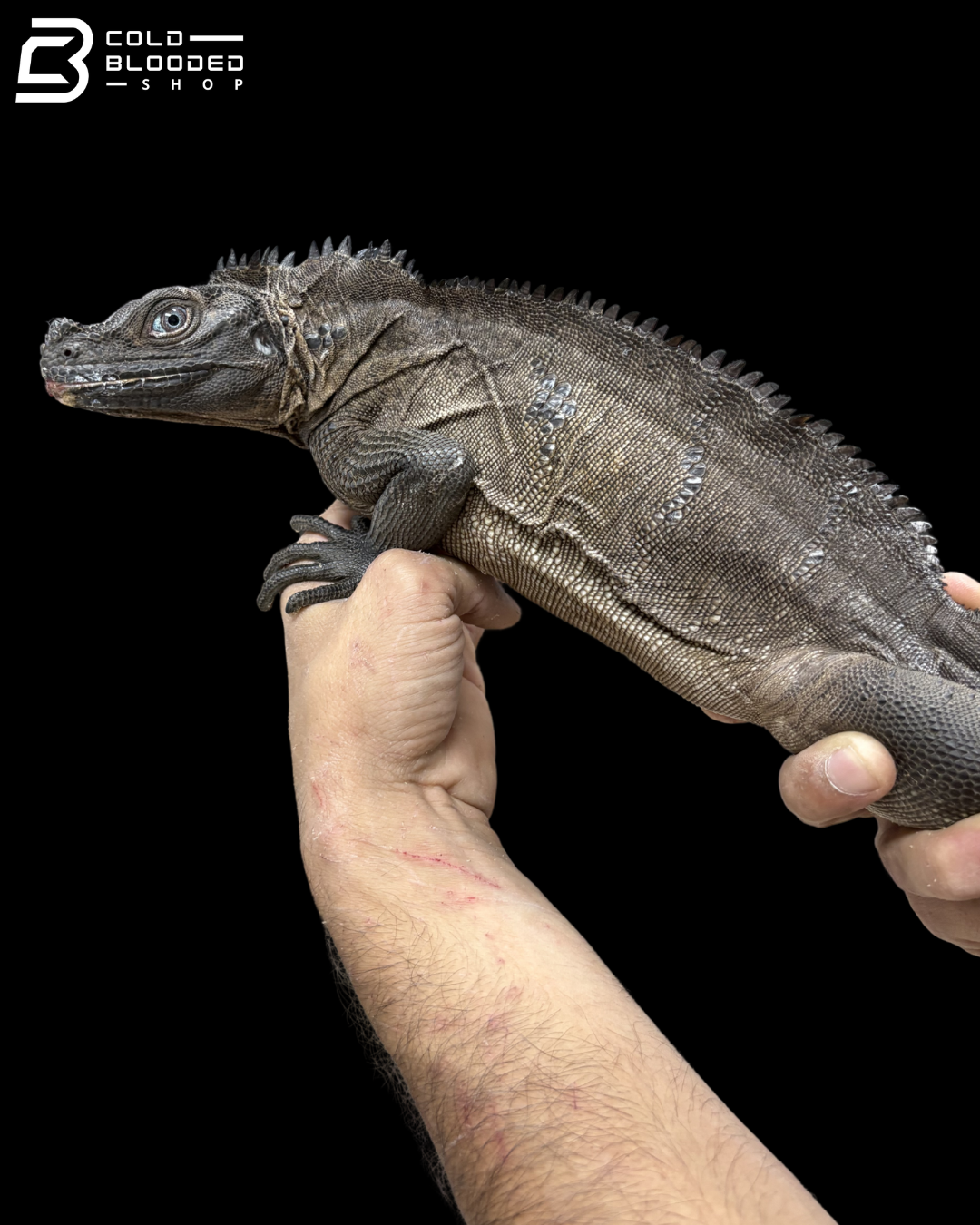 Adult Male Indonesian Sailfin Dragon - Hydrosaurus Microlophus