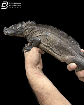 Adult Male Indonesian Sailfin Dragon - Hydrosaurus Microlophus