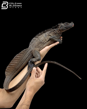 Adult Male Indonesian Sailfin Dragon - Hydrosaurus Microlophus