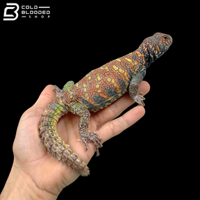 Dark Blue\High Red Male Ornate Uromastyx - Uromastyx Ornata
