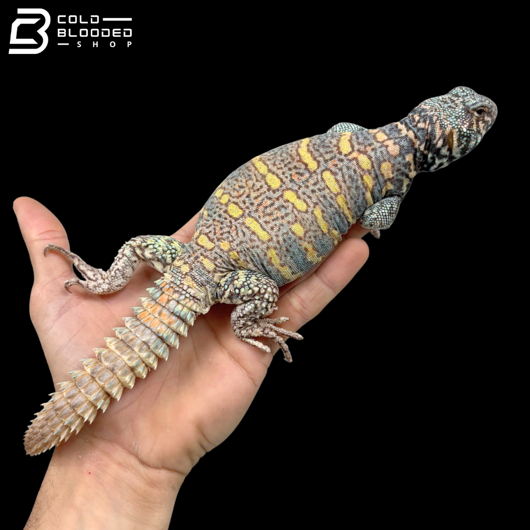 Light Blue Male Ornate Uromastyx - Uromastyx Ornata