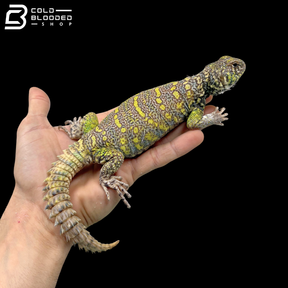 Light Green Male Ornate Uromastyx - Uromastyx Ornata