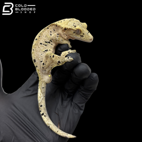 Male Red Dal Crested Gecko