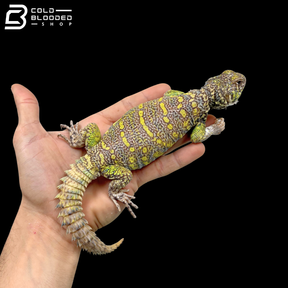 Light Green Male Ornate Uromastyx - Uromastyx Ornata
