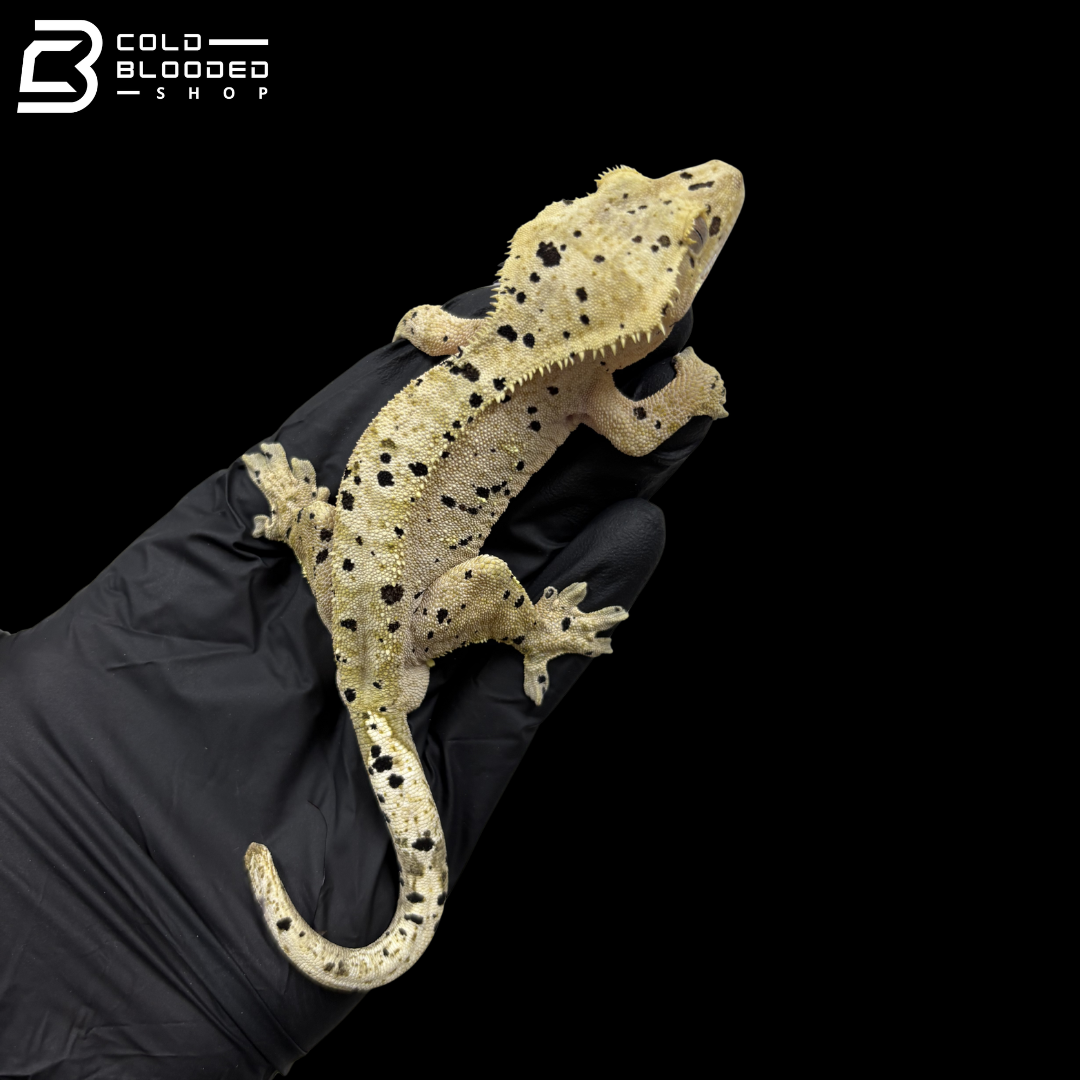 Male Red Dal Crested Gecko