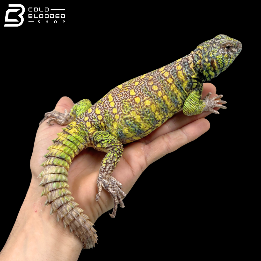 Green Male Ornate Uromastyx - Uromastyx Ornata