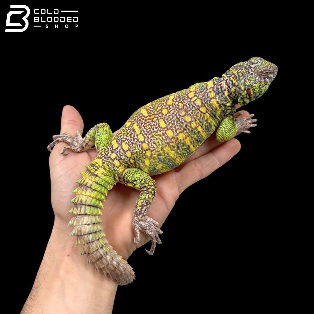 Green Male Ornate Uromastyx - Uromastyx Ornata