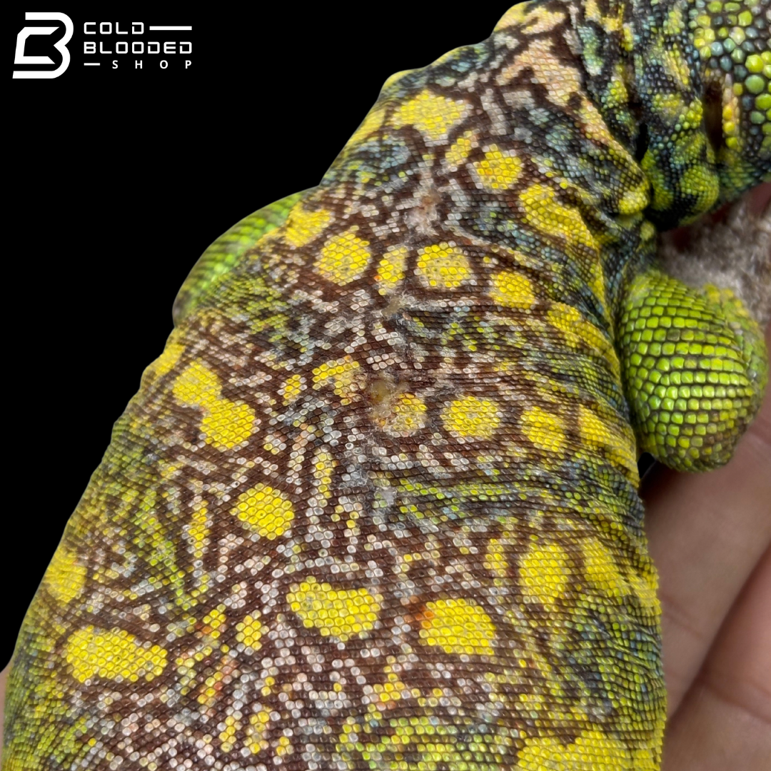 Green Male Ornate Uromastyx - Uromastyx Ornata