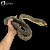 Amazon Puffing Snakes - Spilotes Sulphureus