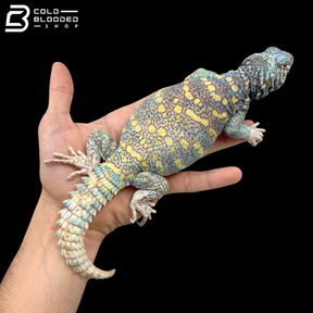 Light Blue\Yellow Male Ornate Uromastyx - Uromastyx Ornata