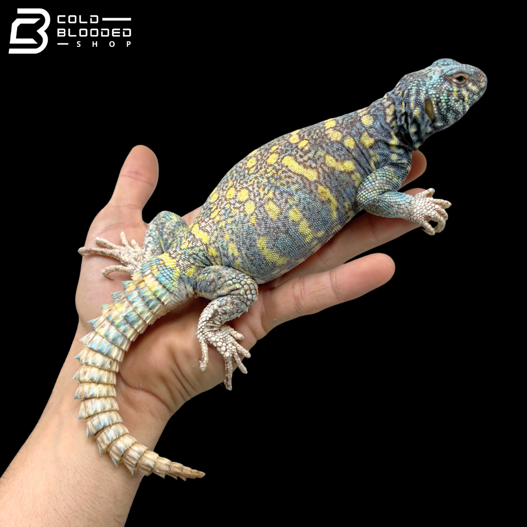 Light Blue\Yellow Male Ornate Uromastyx - Uromastyx Ornata