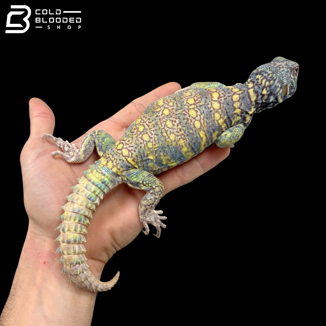 Dark Blue\High Yellow Male Ornate Uromastyx - Uromastyx Ornata