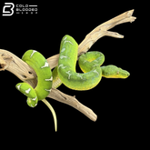 Adult Male Emerald Tree Boa - Corallus caninus