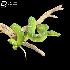 Adult Male Emerald Tree Boa - Corallus caninus