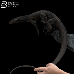 Male Black Dragon Water Monitor - Varanus Salvator