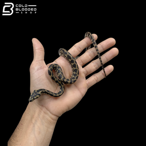 Male Papuan Carpet Pyhons - Morelia Spilota Harrisoni