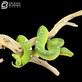 Adult Male Emerald Tree Boa - Corallus caninus
