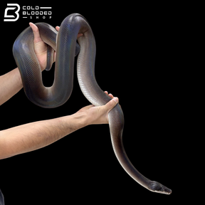 USCBB Adult Pair Of Southern White Lipped Pythons - Bothrochilus Meridionalis