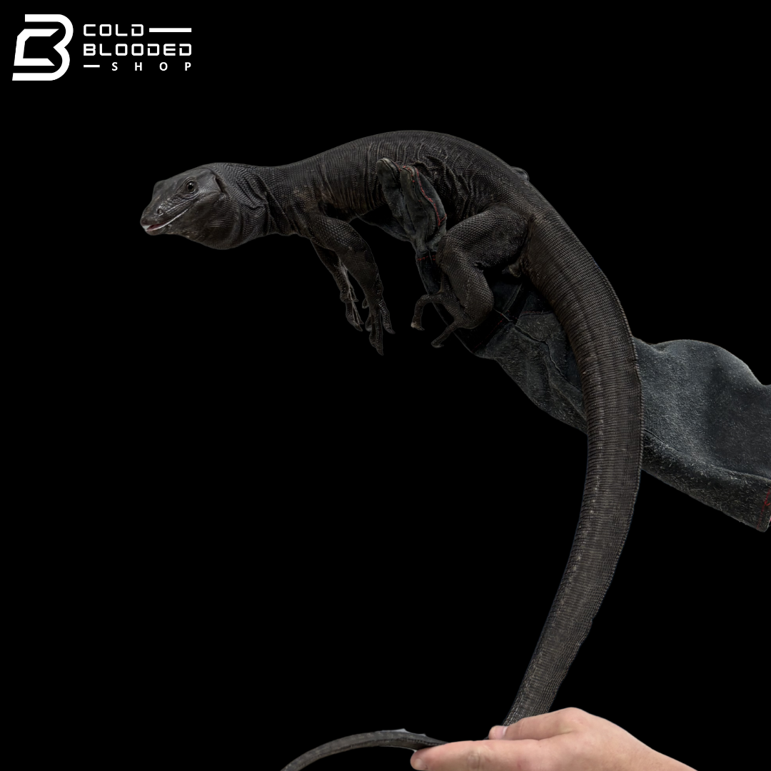 Male Black Dragon Water Monitor - Varanus Salvator