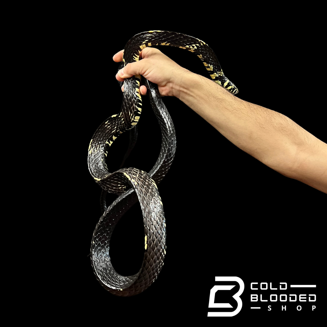 Adult Male Nicaraguan Tiger Rat Snake - Spilotes pullatus