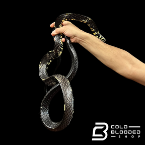 Adult Male Nicaraguan Tiger Rat Snake - Spilotes pullatus