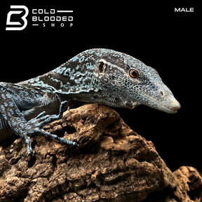 Pair of Adult Blue Tree Monitors - Varanus macraei