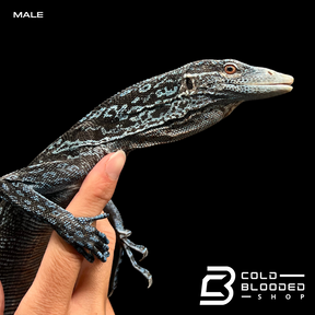 Pair of Adult Blue Tree Monitors - Varanus macraei